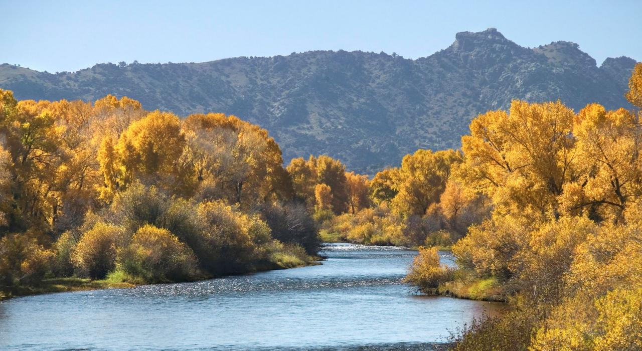 Álamos coloridos ao longo do rio North Platte 