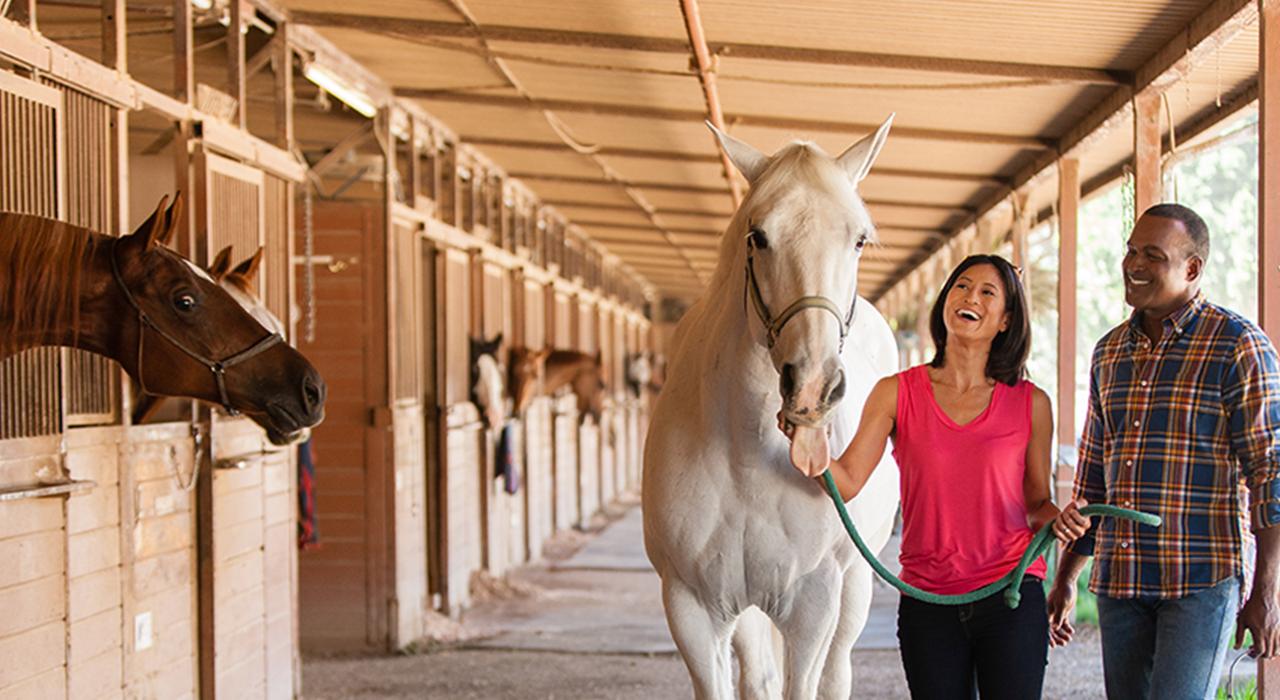 准备在格里菲斯公园骑马