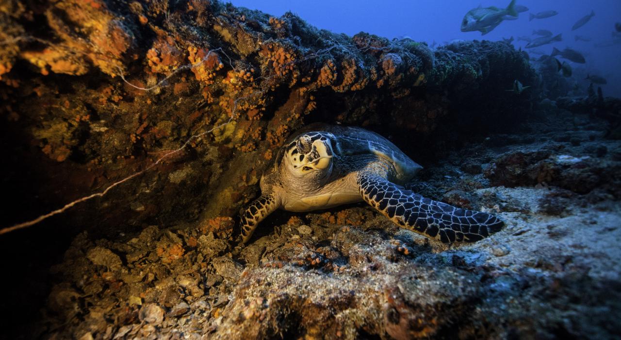 海龟栖息在基拉戈美国海岸警卫队杜南号快艇上