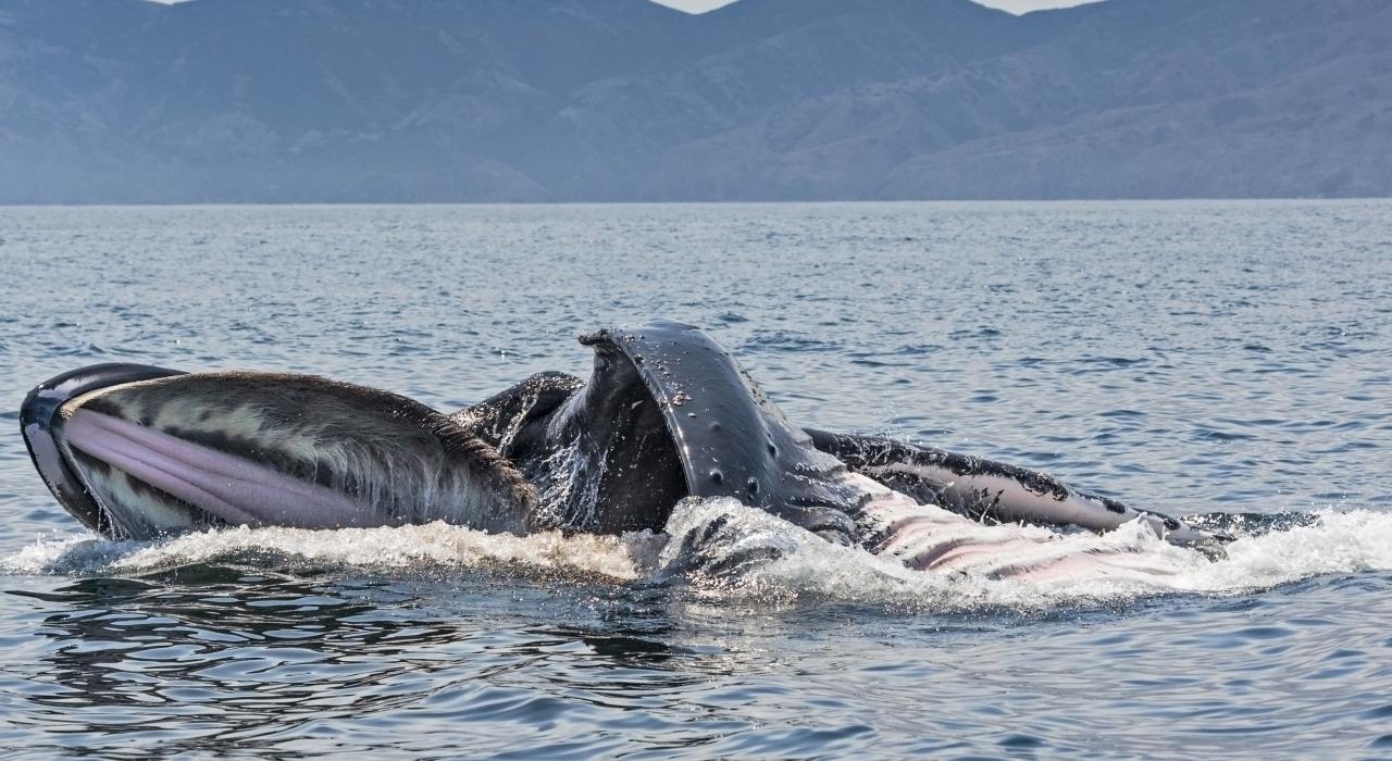 在圣巴巴拉海峡中“大快朵颐”的座头鲸