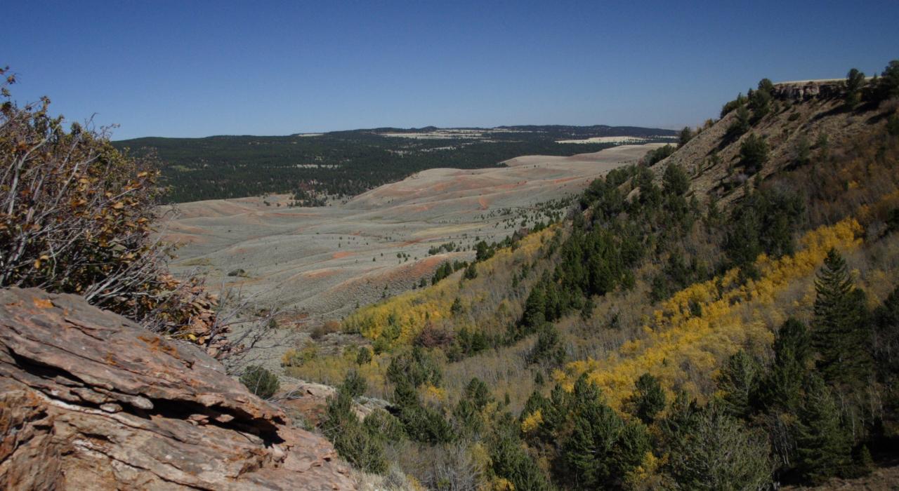 卡斯珀山上的野生花草
