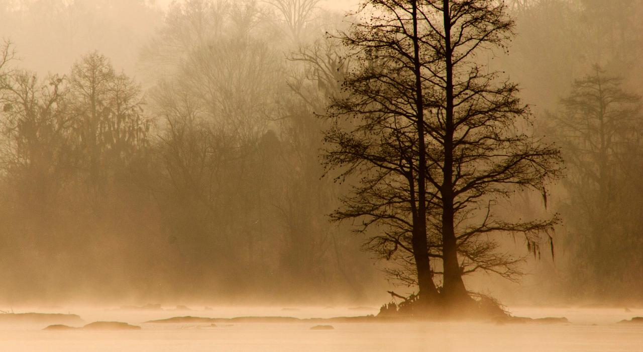 Morning fog on the Savannah River 