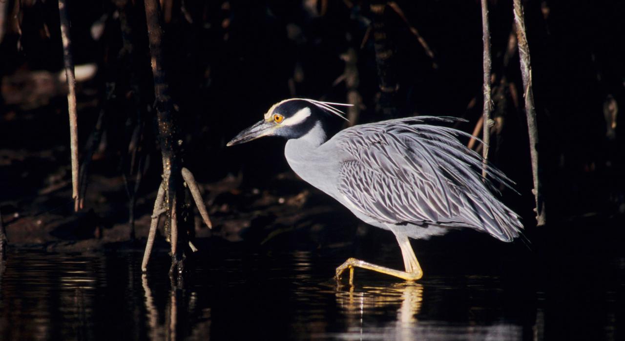 J.N.“丁”达林国家野生动物保护区的黄冠夜鹭