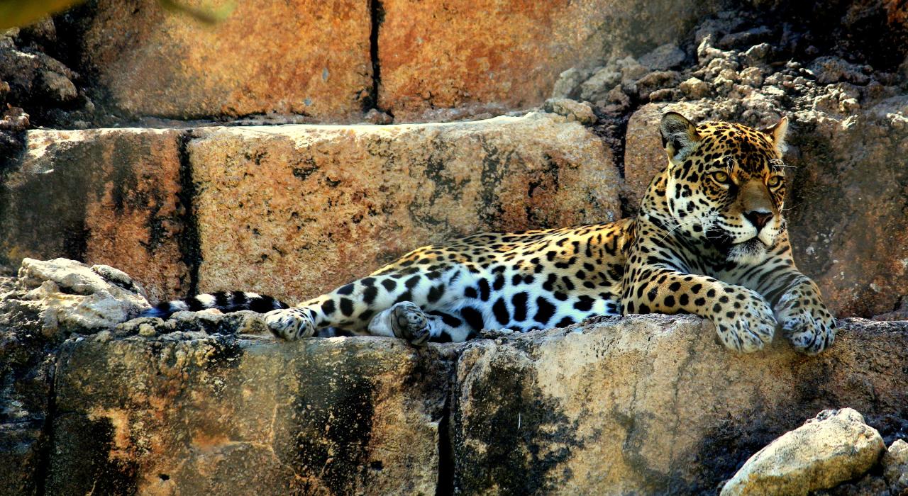 A jaguar rests in the shade at Jacksonville Zoo