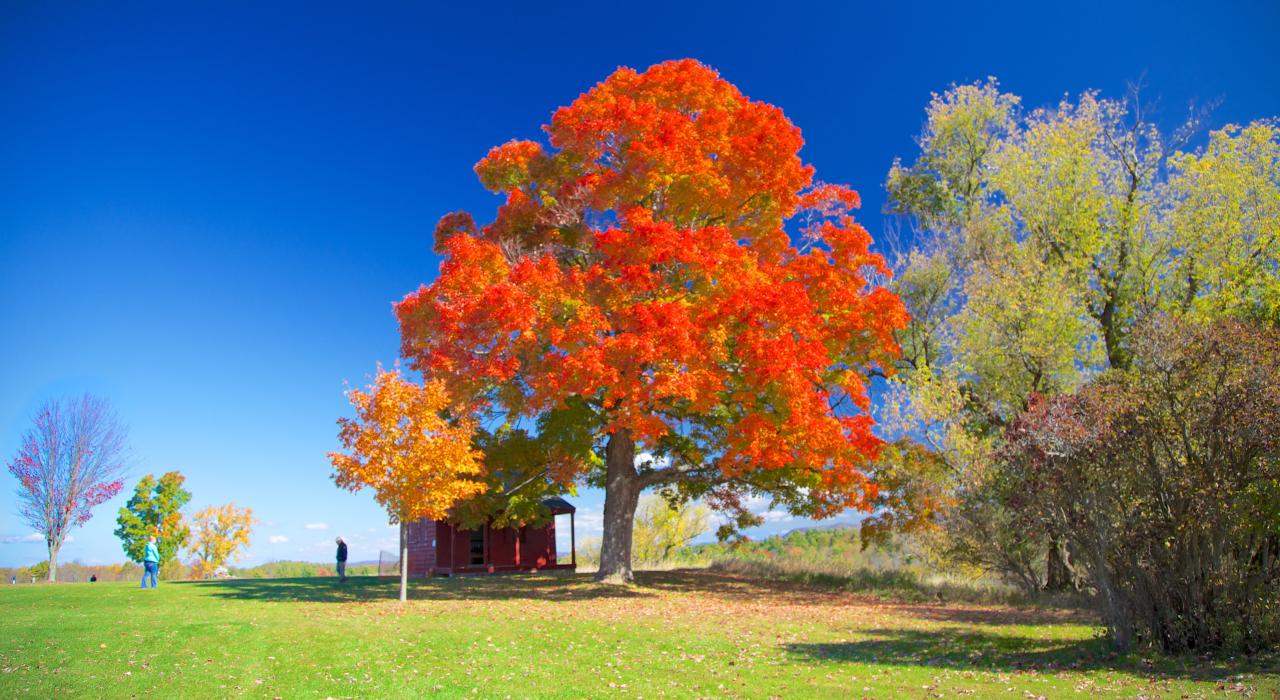 纽约州萨拉托加的秋叶美景
