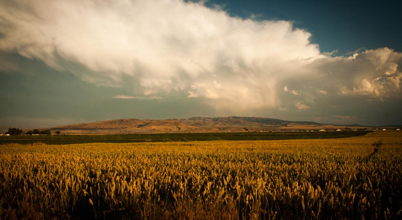 城市西部肥沃的农田