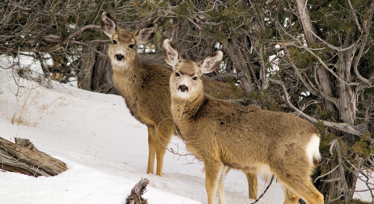 冬日里在杜松林中漫步的爱达荷长耳鹿
