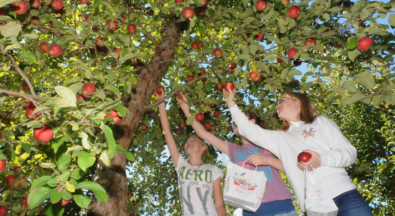 纽约州萨拉托加的苹果采摘之旅