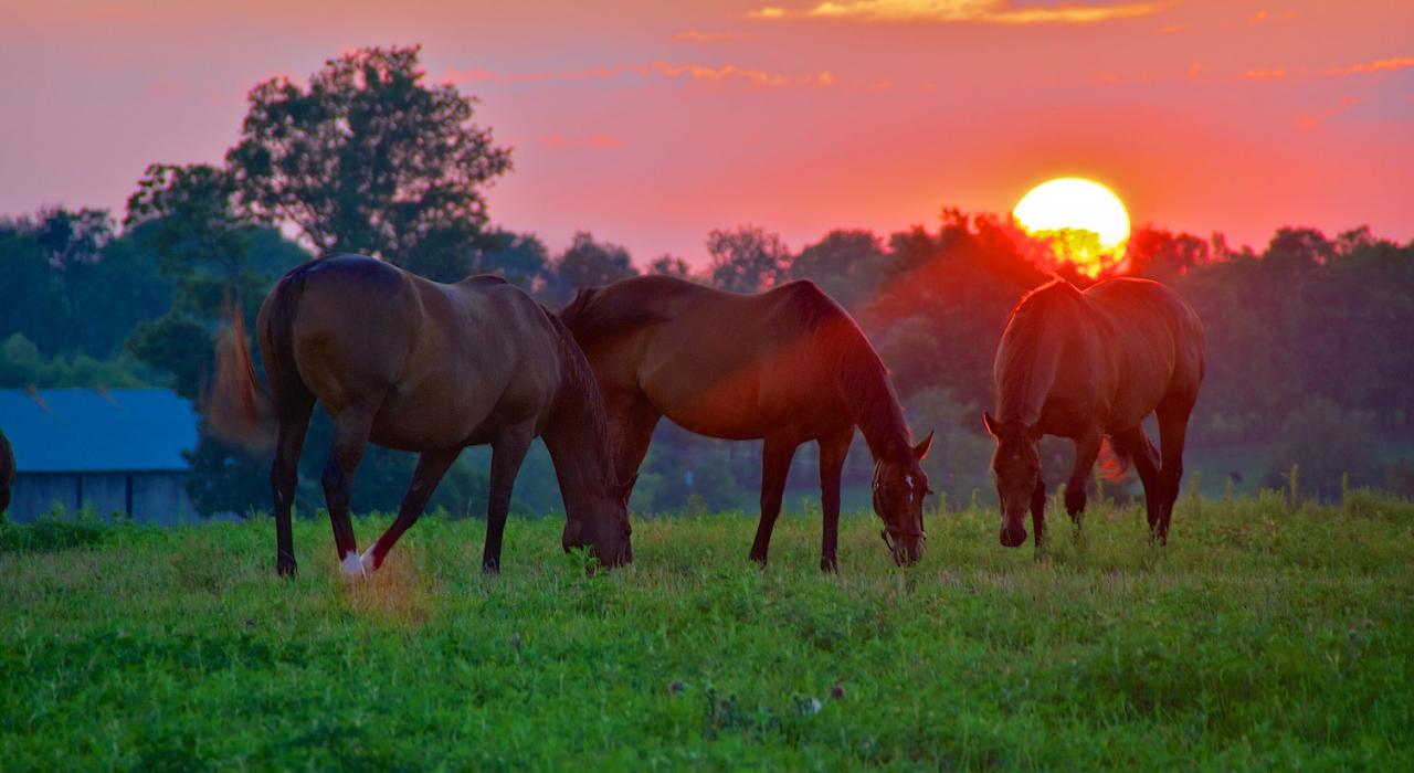 肯塔基州萊辛頓市，黃昏時分正在吃草的純種馬