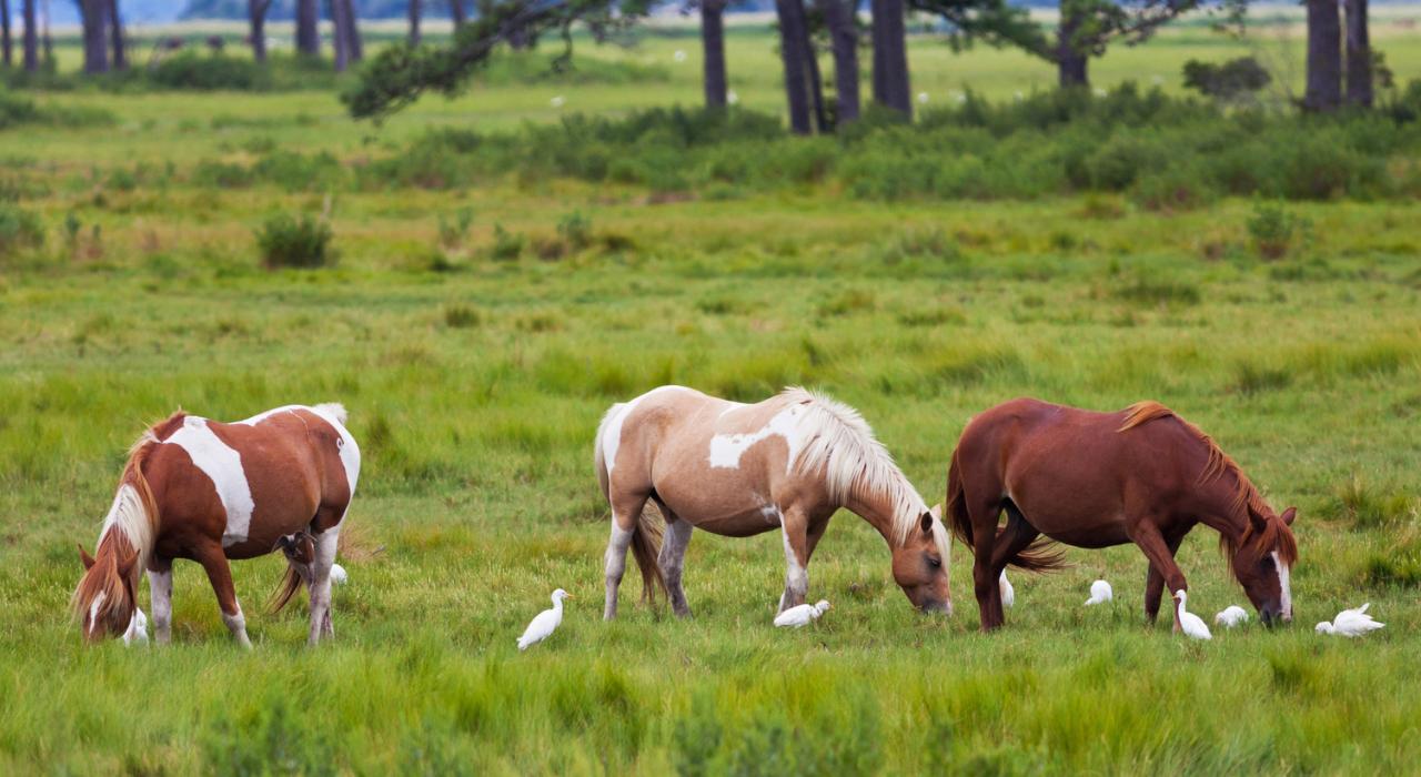 弗吉尼亚州钦科蒂格岛上著名的野生小马