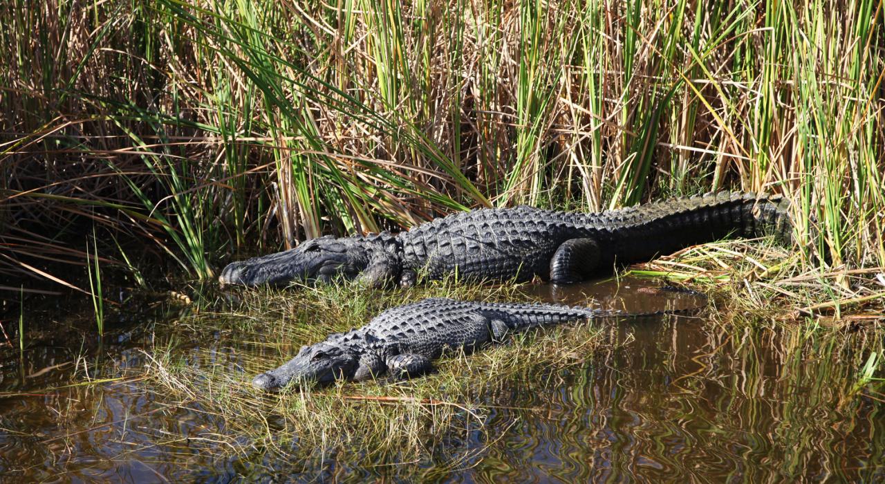 Alligators spotted from an airboat tour, Naples