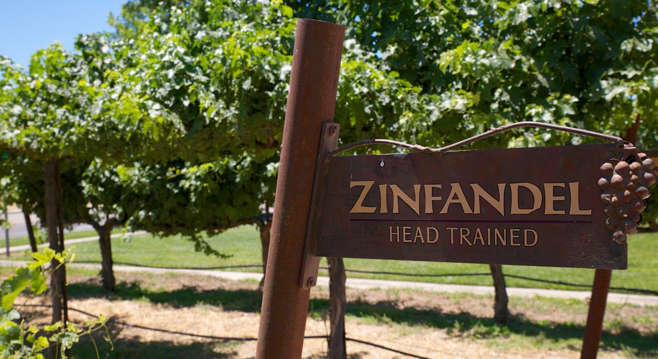 Visiting the Zinfandel vines near Lodi, California