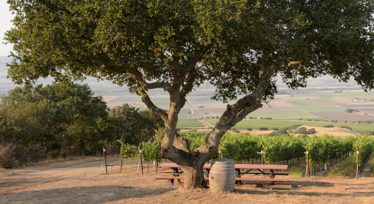 沿着萨利纳斯山谷（Salinas Valley）的河路（River Road）游览酒乡