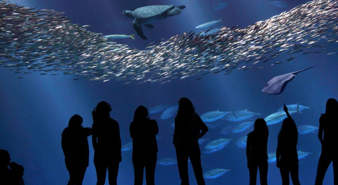 在蒙特雷湾水族馆观赏精彩的水下生物