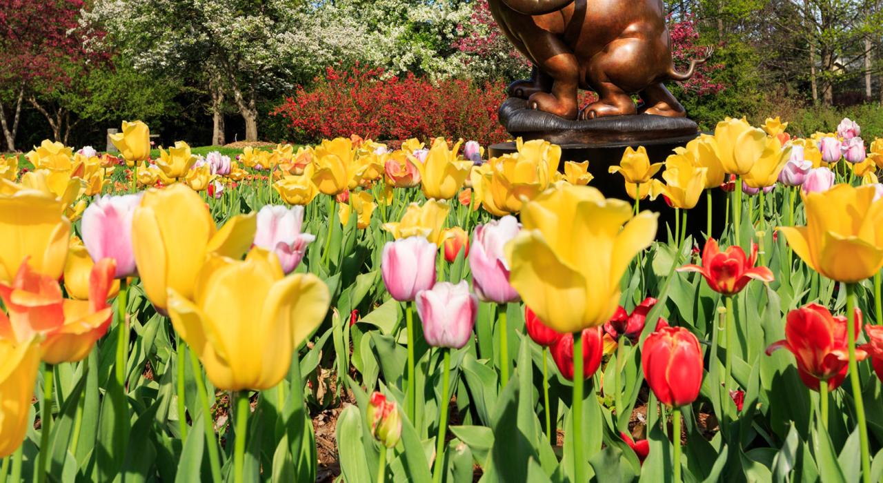 Tulipanes floreciendo en Dow Gardens
