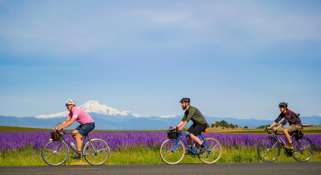 骑车穿越俄勒冈州中部杰斐逊山附近的鲁冰花田