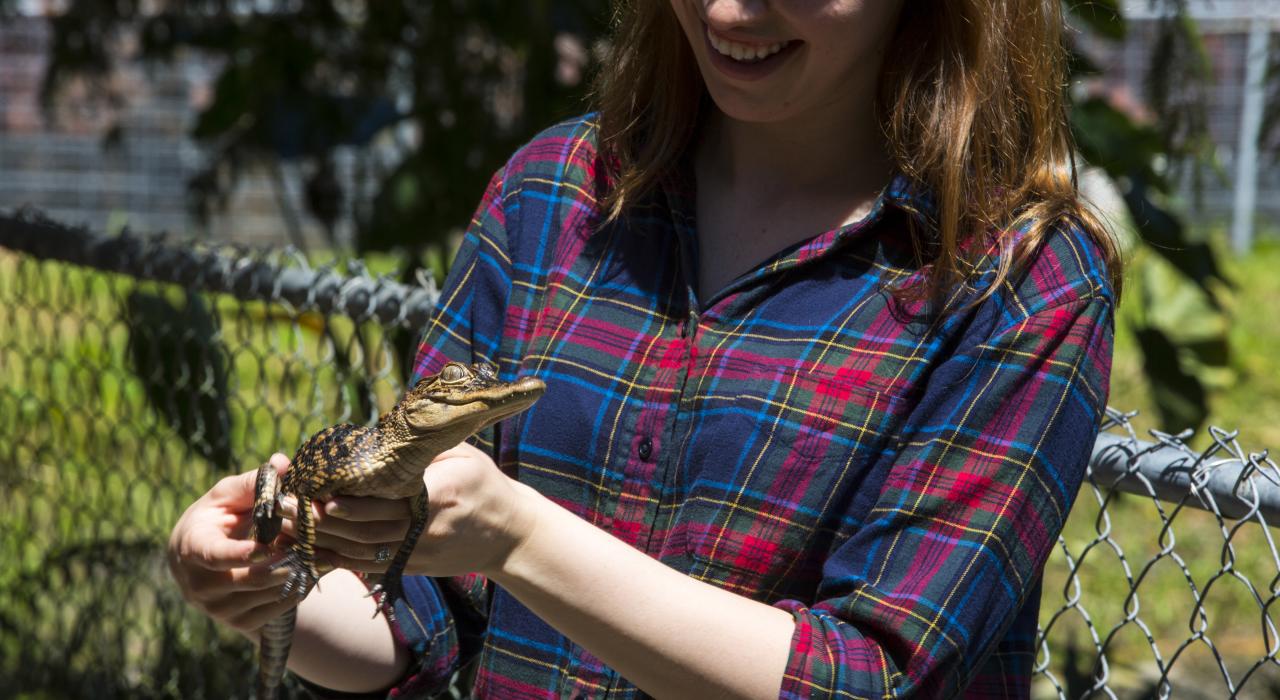在沼泽地之旅中邂逅鳄鱼宝宝