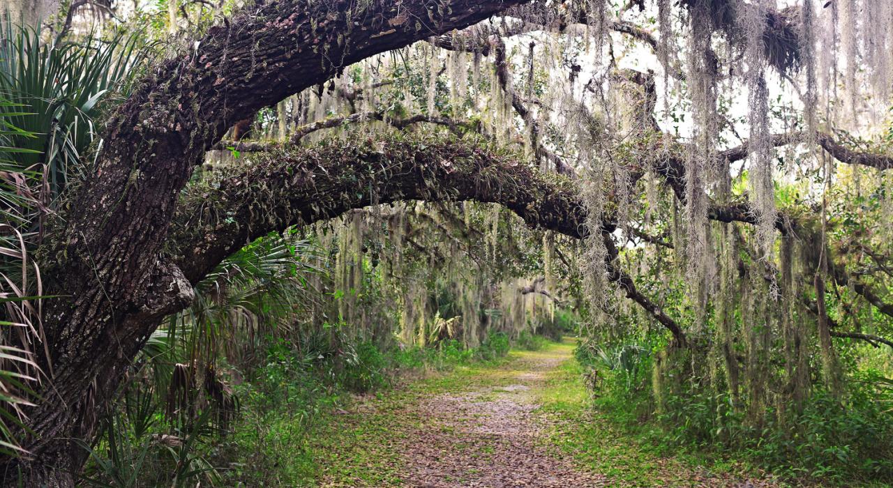 A moss-draped trail at Myakka River State Park