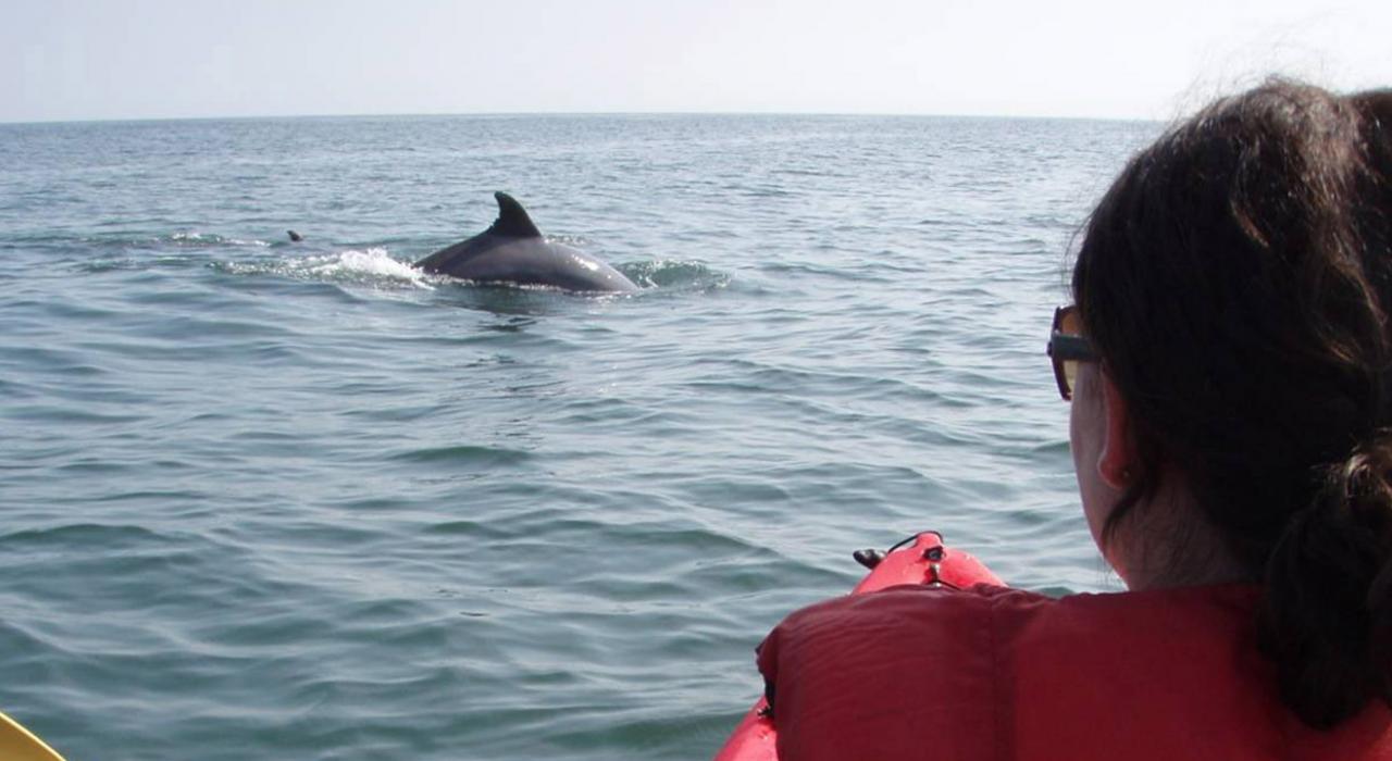 Paseando en kayak con delfines en la costa de Virginia Beach