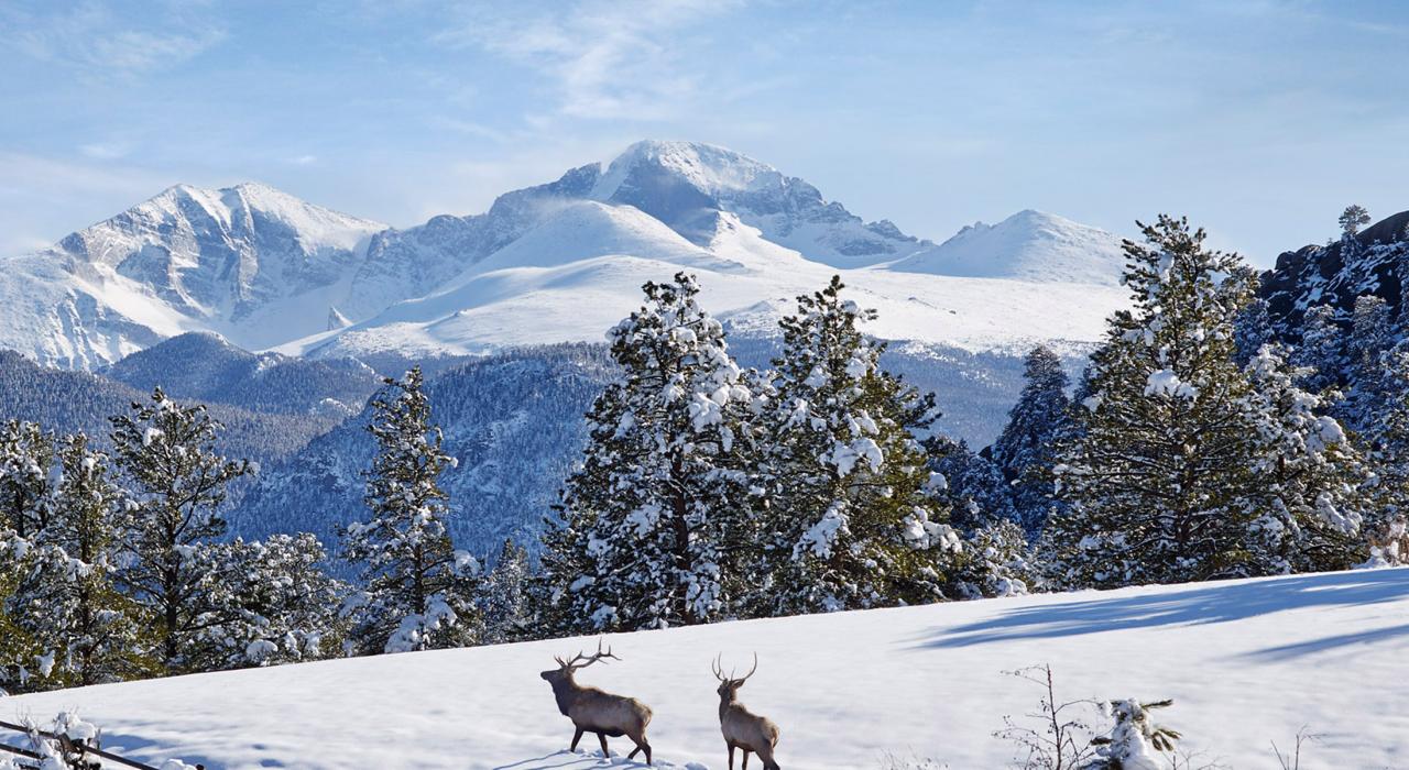 Dos wapitíes merodeando por el territorio cubierto de nieve de MacGregor Ranch, con vistas de Longs Peak