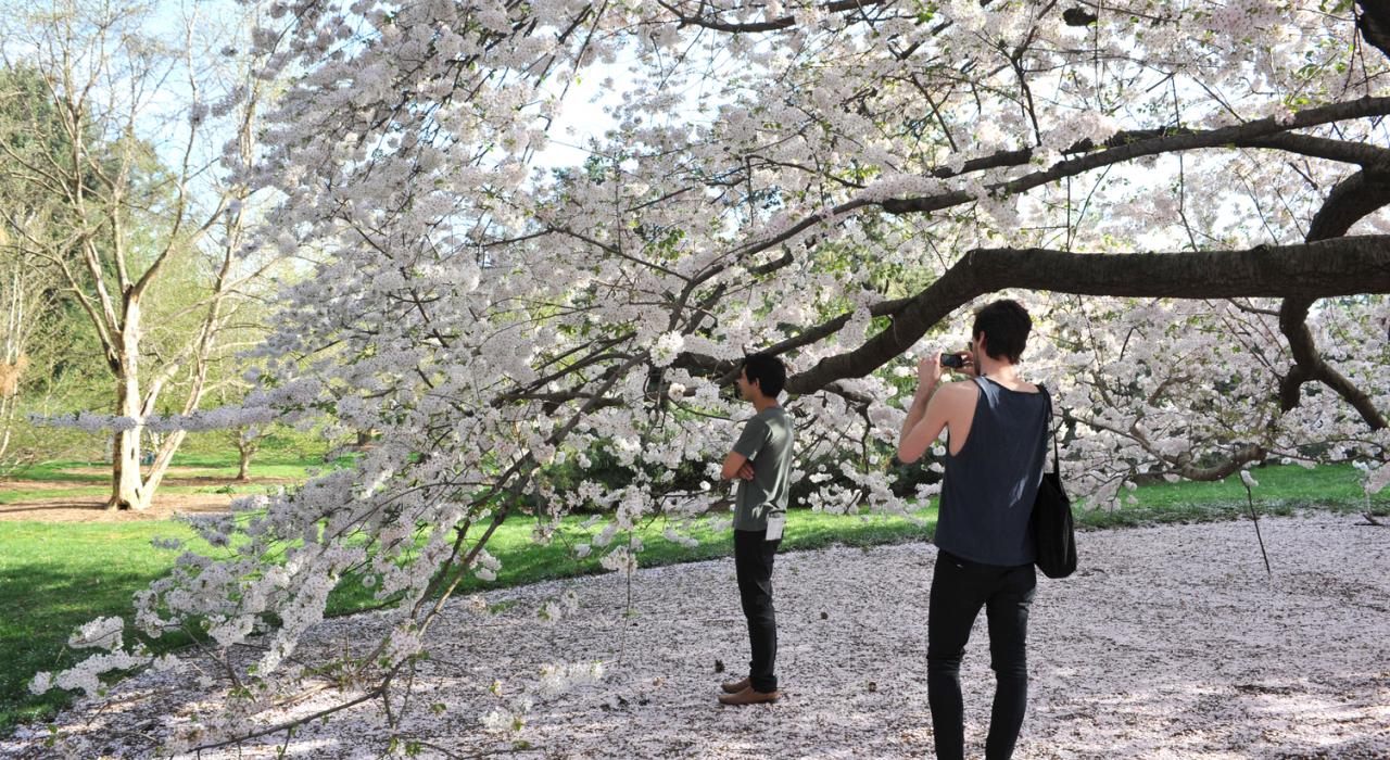 在纽约植物园拍摄盛开的樱花