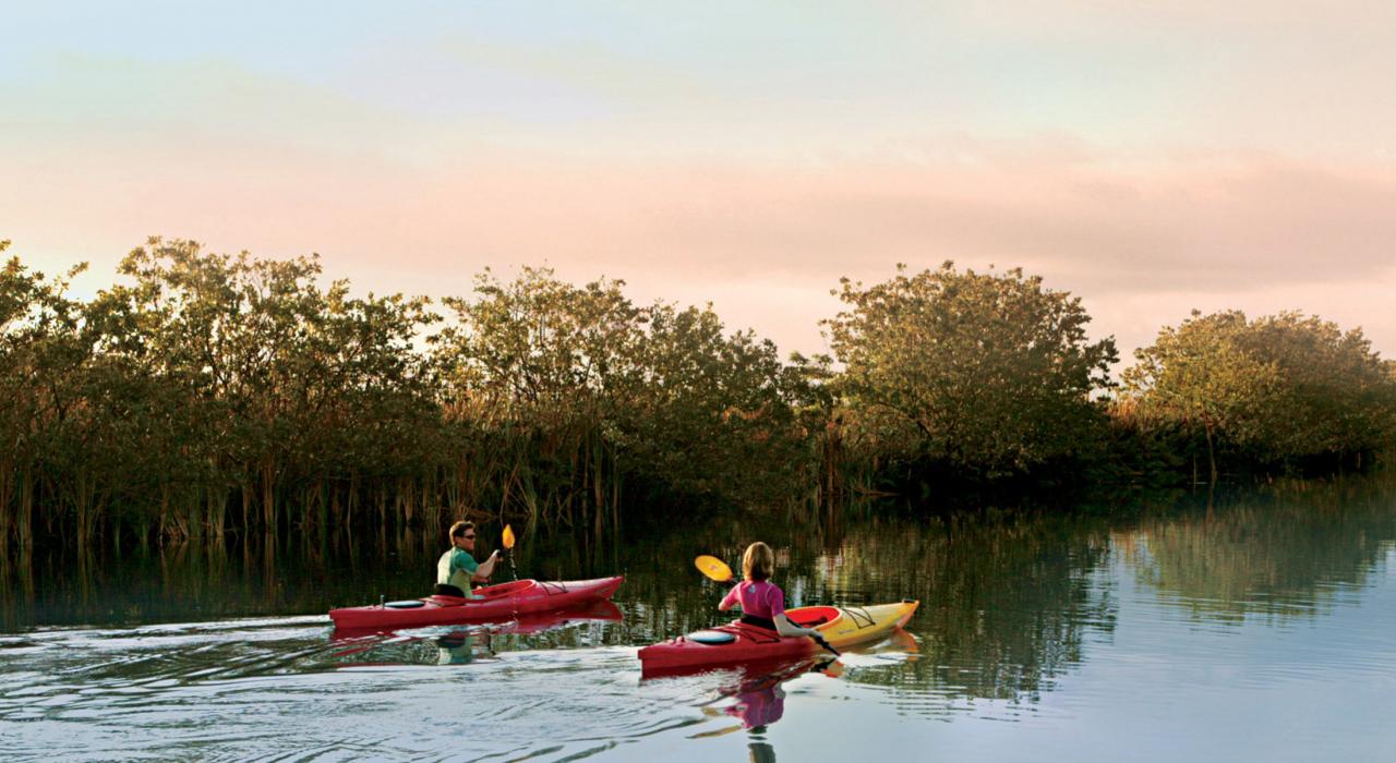 在红树林间划皮艇旅行