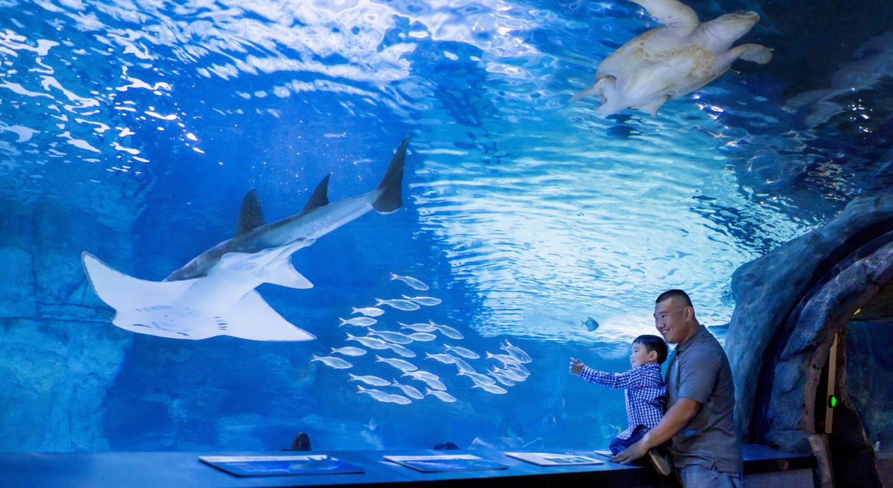 一对父子在纽波特水族馆邂逅海洋生物