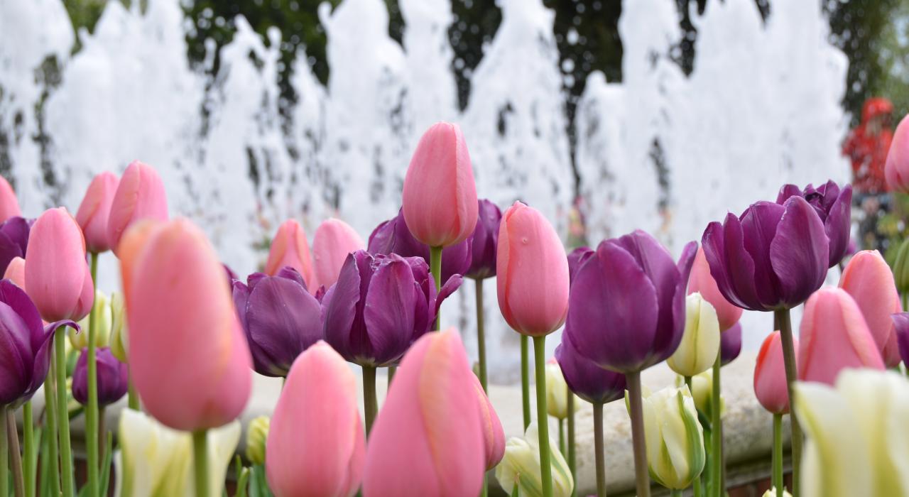 格伦科芝加哥植物园百花竟放的春日景色