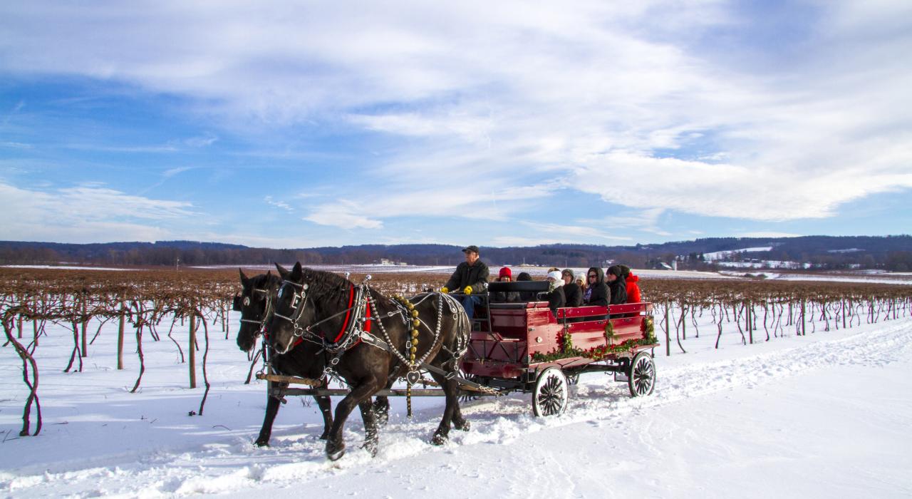 冬季乘雪橇穿越伊利湖酒乡