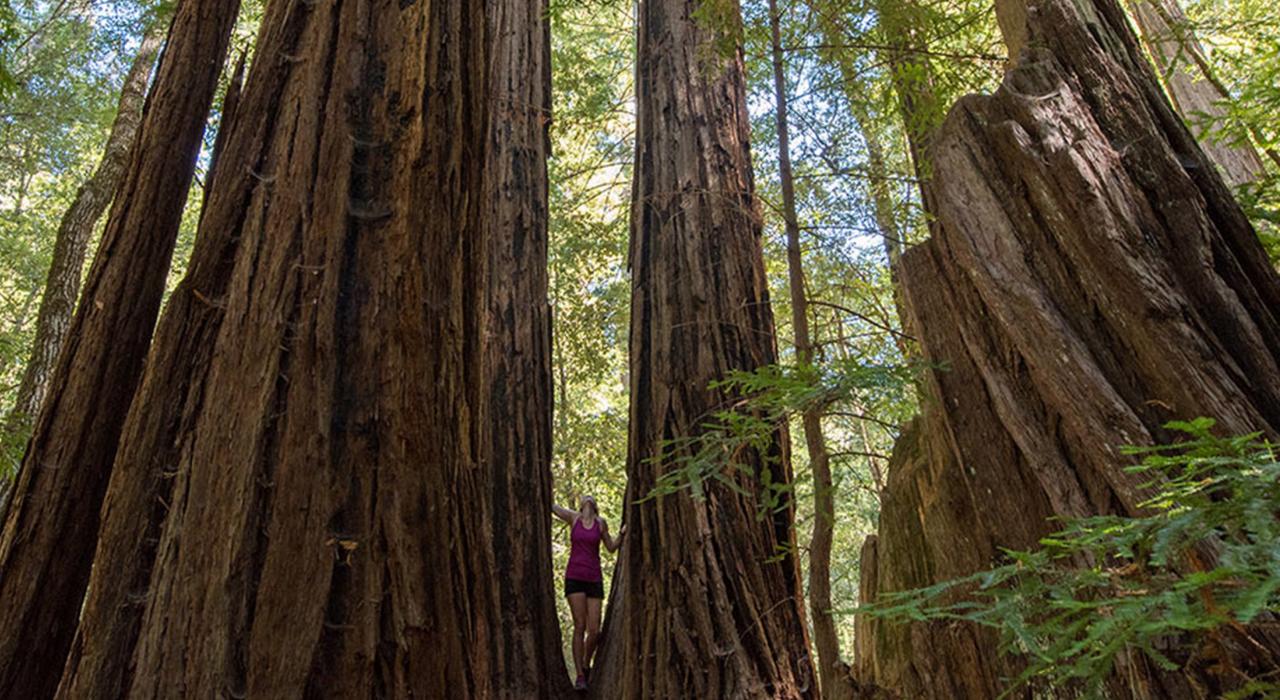 在大盆地红木州立公园参观参天大树