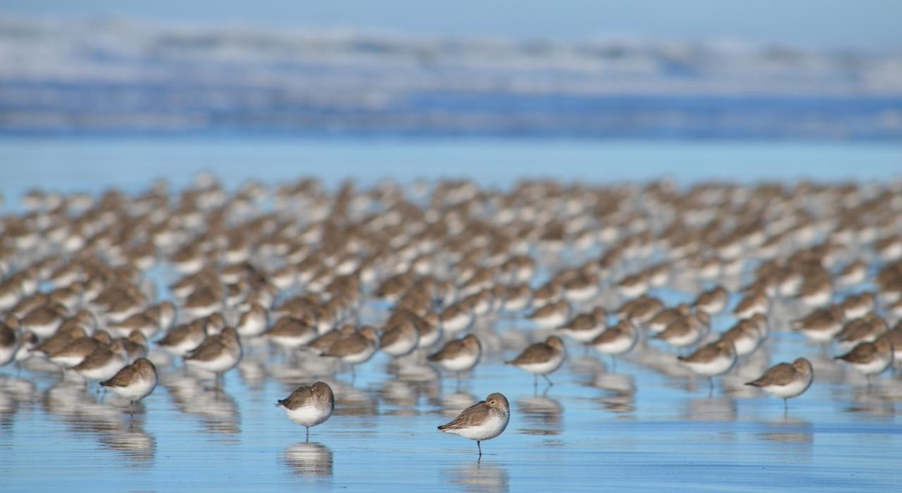 海洋公园内停靠在海滩旁的滨鸟
