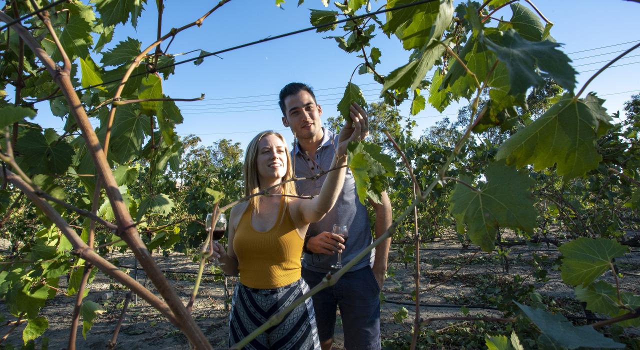 在加利福尼亚州库卡蒙加牧场的约瑟夫·菲利普酒庄与葡萄园探索葡萄园