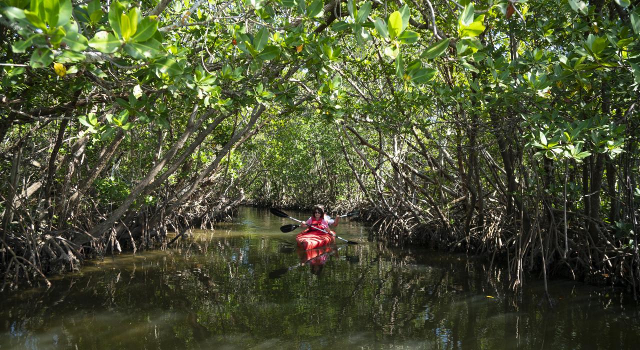 划着皮划艇穿过佛罗里达州凯普蒂瓦岛四周的红树林水道
