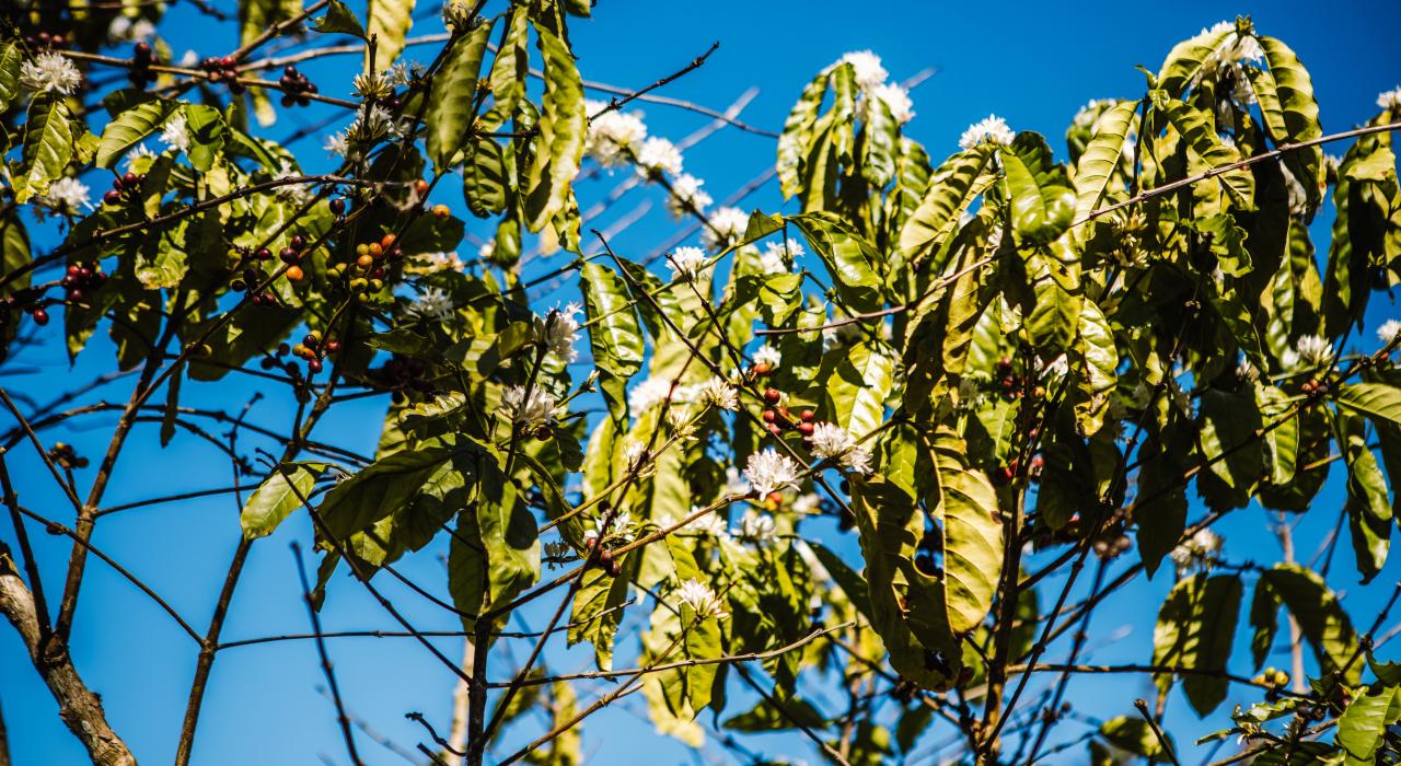 乌图阿多咖啡农场 Caf é Gran Batey 的咖啡树