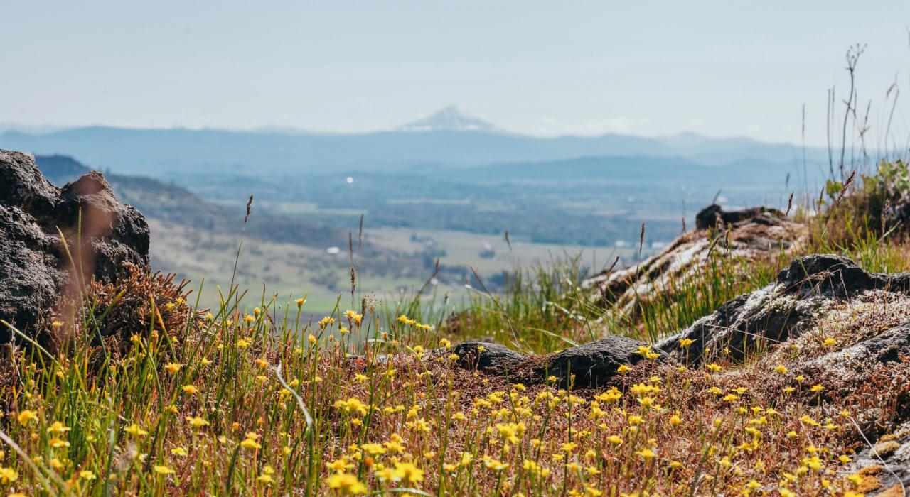 绚烂野花勾勒出俄勒冈州泰布尔罗克山美丽山景