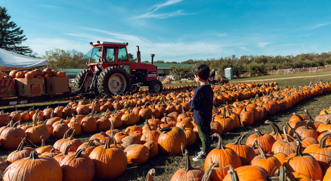 Sekapp Orchard 果园的一些南瓜