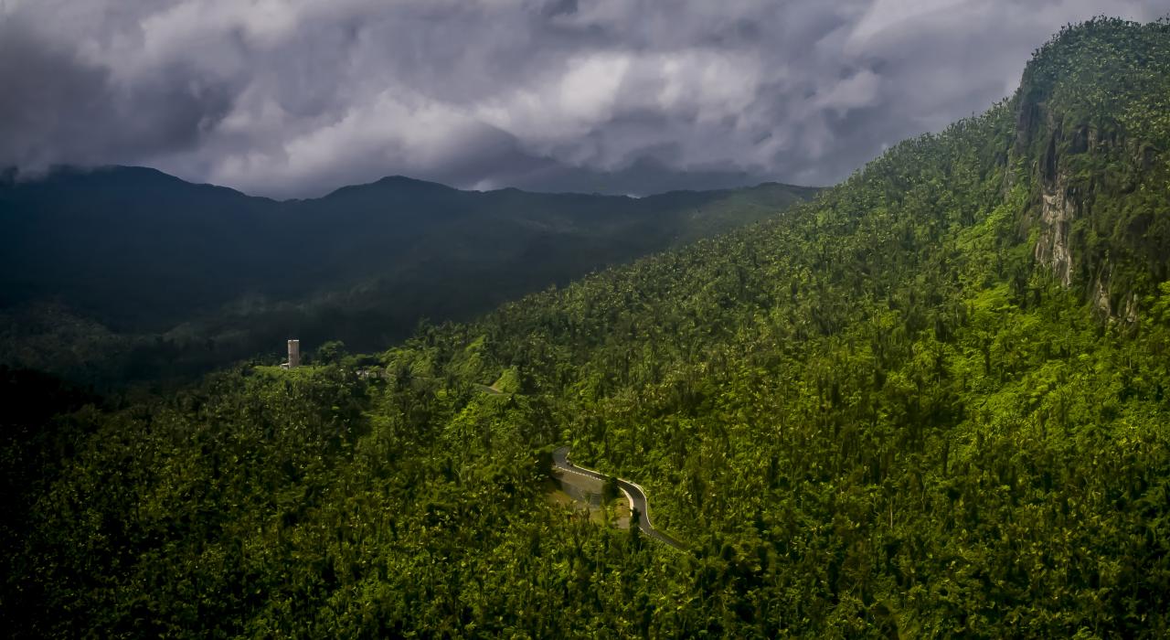波多黎各云盖国家森林中的雨林景致
