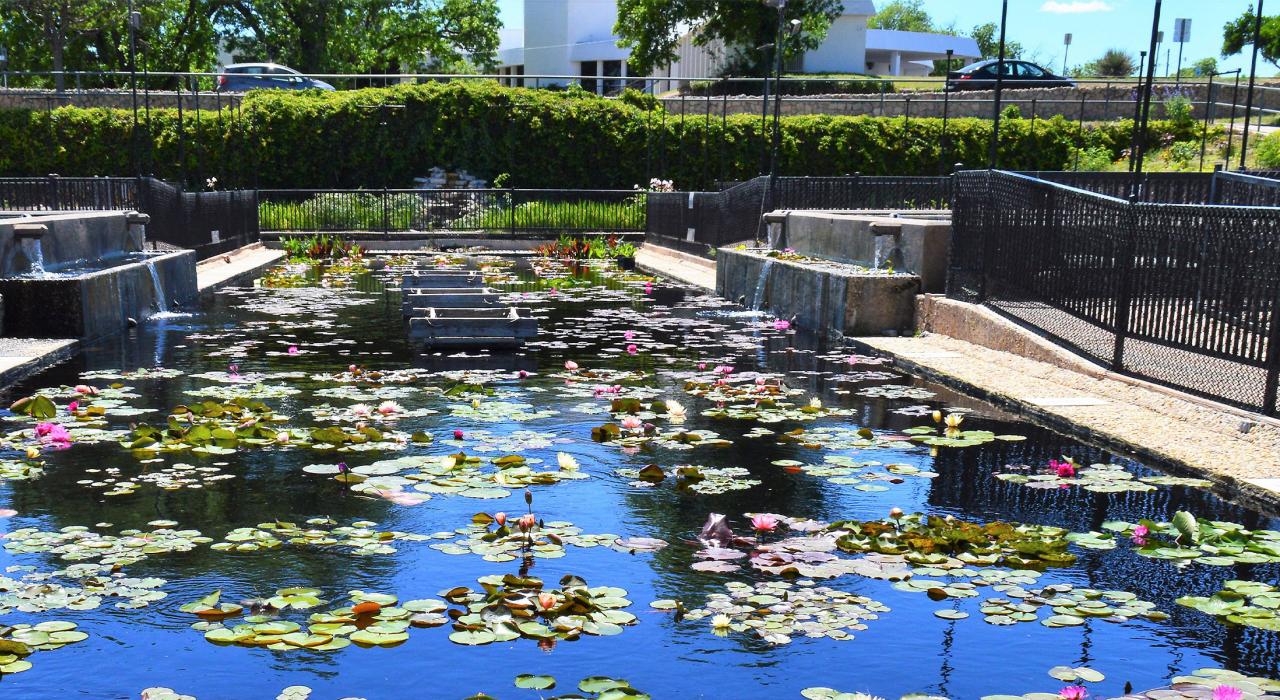 国际睡莲展上展出的部分水生植物