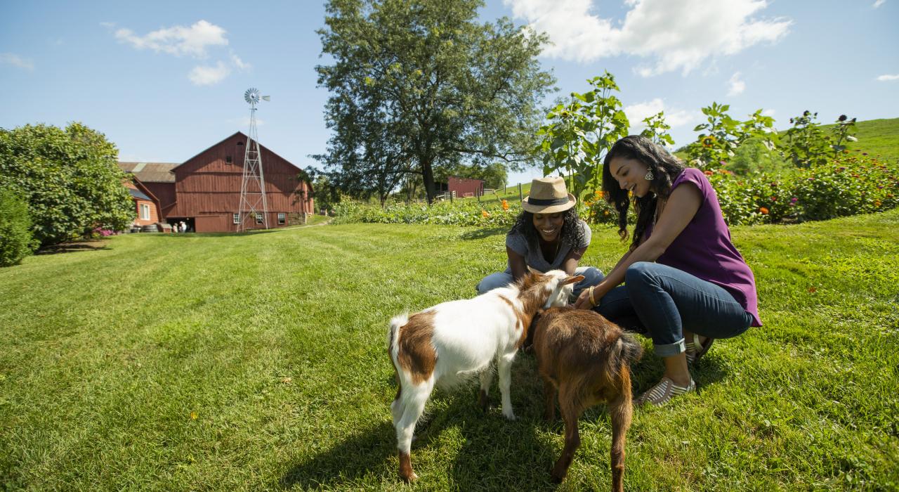 在俄亥俄州米勒斯堡“Yoder 的阿米什之家”抚摸山羊