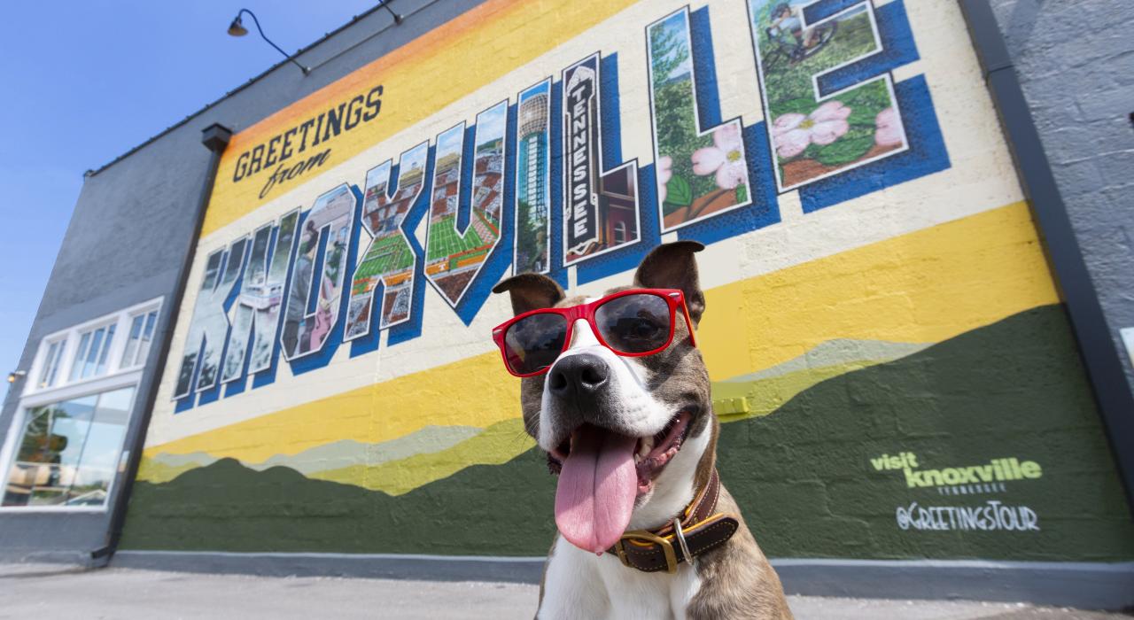 色彩斑斓的壁画遍布这座爱狗的城市