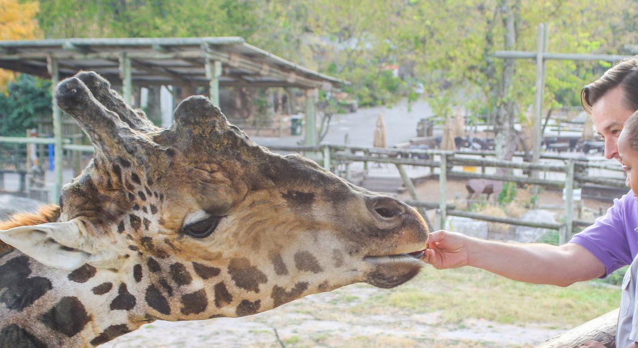 诺克斯维尔动物园喂长颈鹿