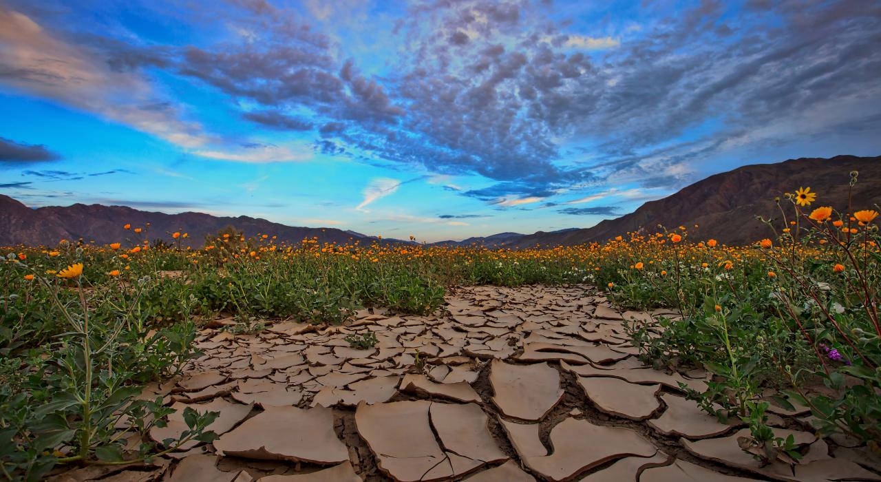 南加利福尼亚州安沙波列哥沙漠州立公园内迎着朝阳绽放的绚烂野花