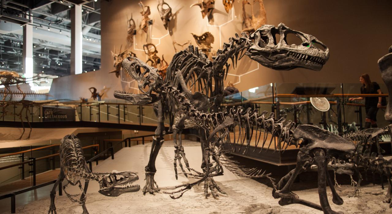Exhibiciones de dinosaurios en el Natural History Museum de Utah en Salt Lake City 
