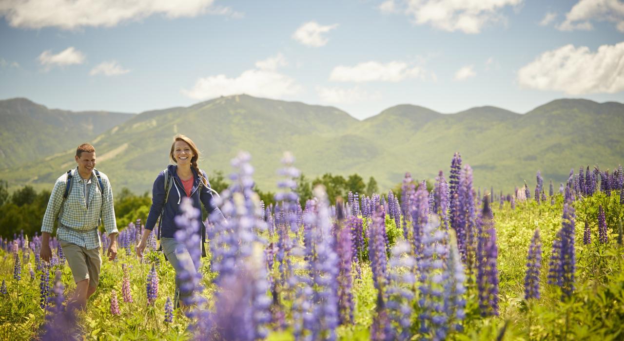 在新罕布什尔州苏格希尔附近徒步穿过一片野花地