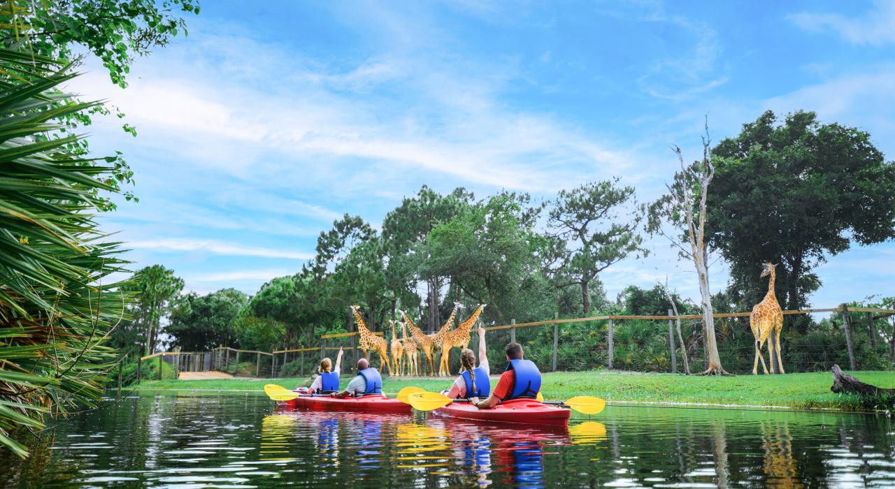 在布雷瓦德动物园的皮划艇之旅中观赏长颈鹿