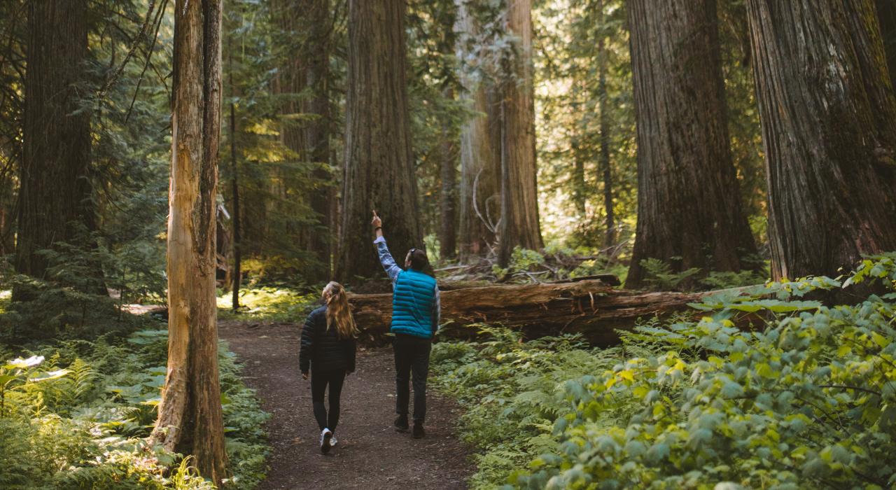 漫步于库特奈国家森林罗斯溪雪松风景区的参天大树之间