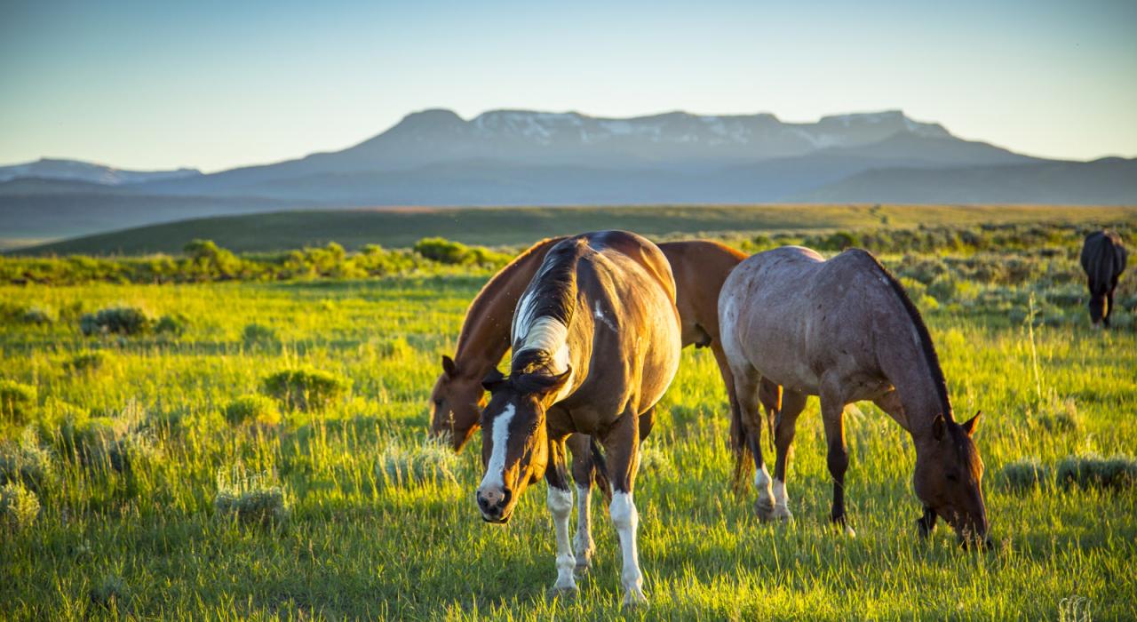 落基山脉附近悠闲吃草的马儿