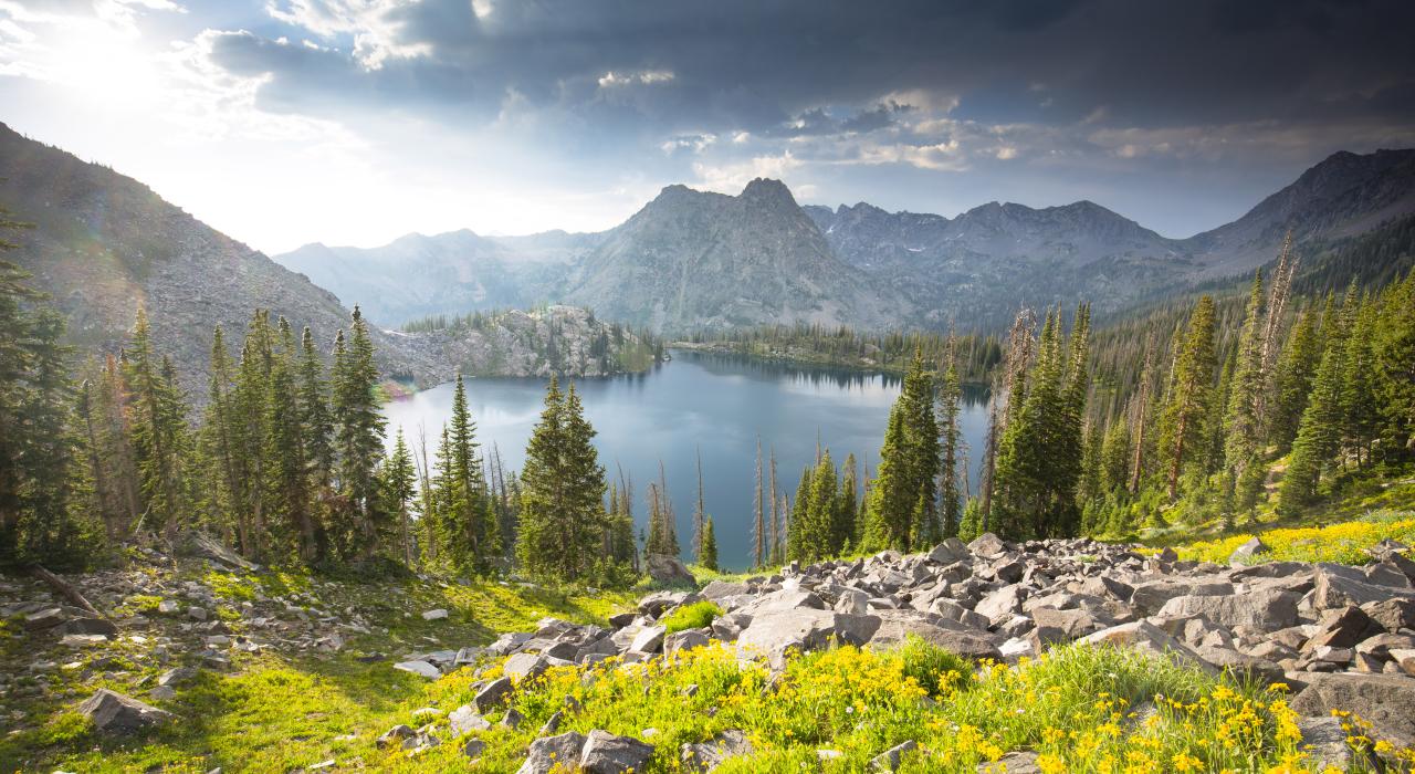 齐尔克尔山荒原上苍翠的草木