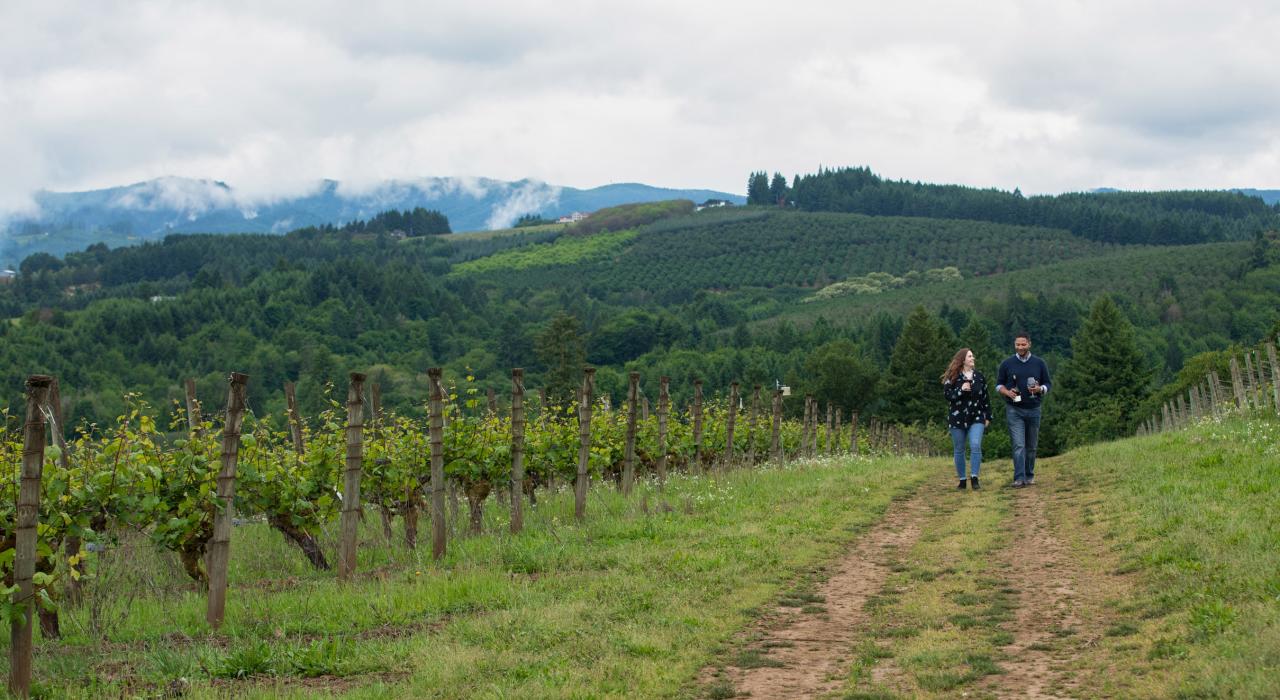 福里斯特格罗夫镇的图拉丁葡萄园和酒庄的迷人景色