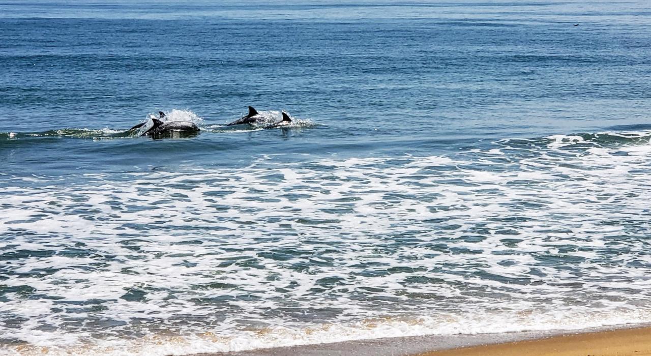 海豚在弗吉尼亚海滩附近的海浪中嬉戏